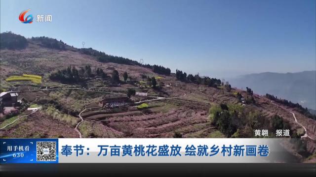 奉节：万亩黄桃花盛放 绘就乡村新画卷