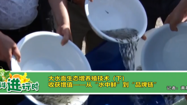 【农科进行时】大水面生态增养殖技术（下）收获增值——从“水中鲜”到“品牌链”