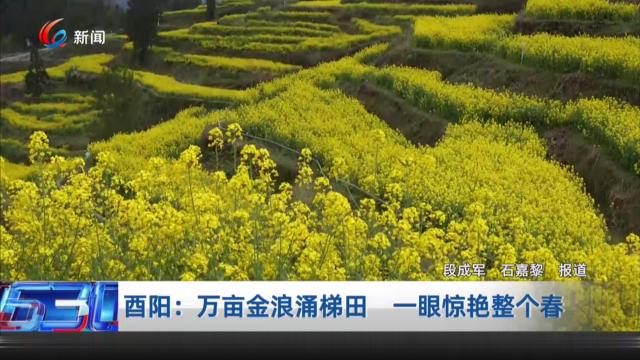 酉阳：万亩金浪涌梯田 一眼惊艳整个春
