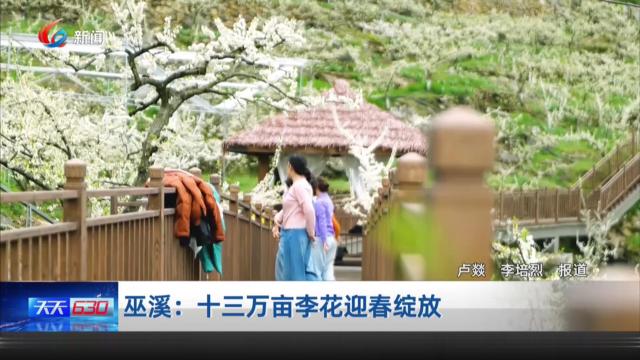 巫溪：十三万亩李花迎春绽放