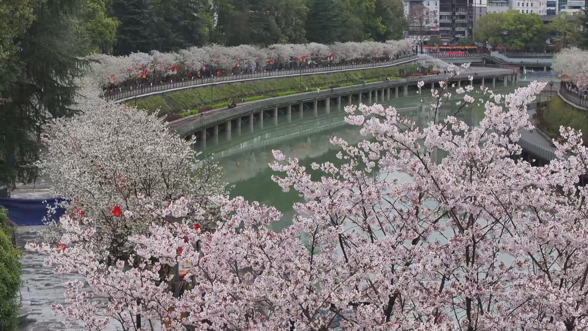 春和景明樱花开 一河两岸美如画