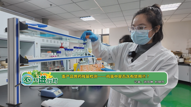 【农科进行时】畜产品兽药残留检测——鸡蛋中是否含有禁用药？