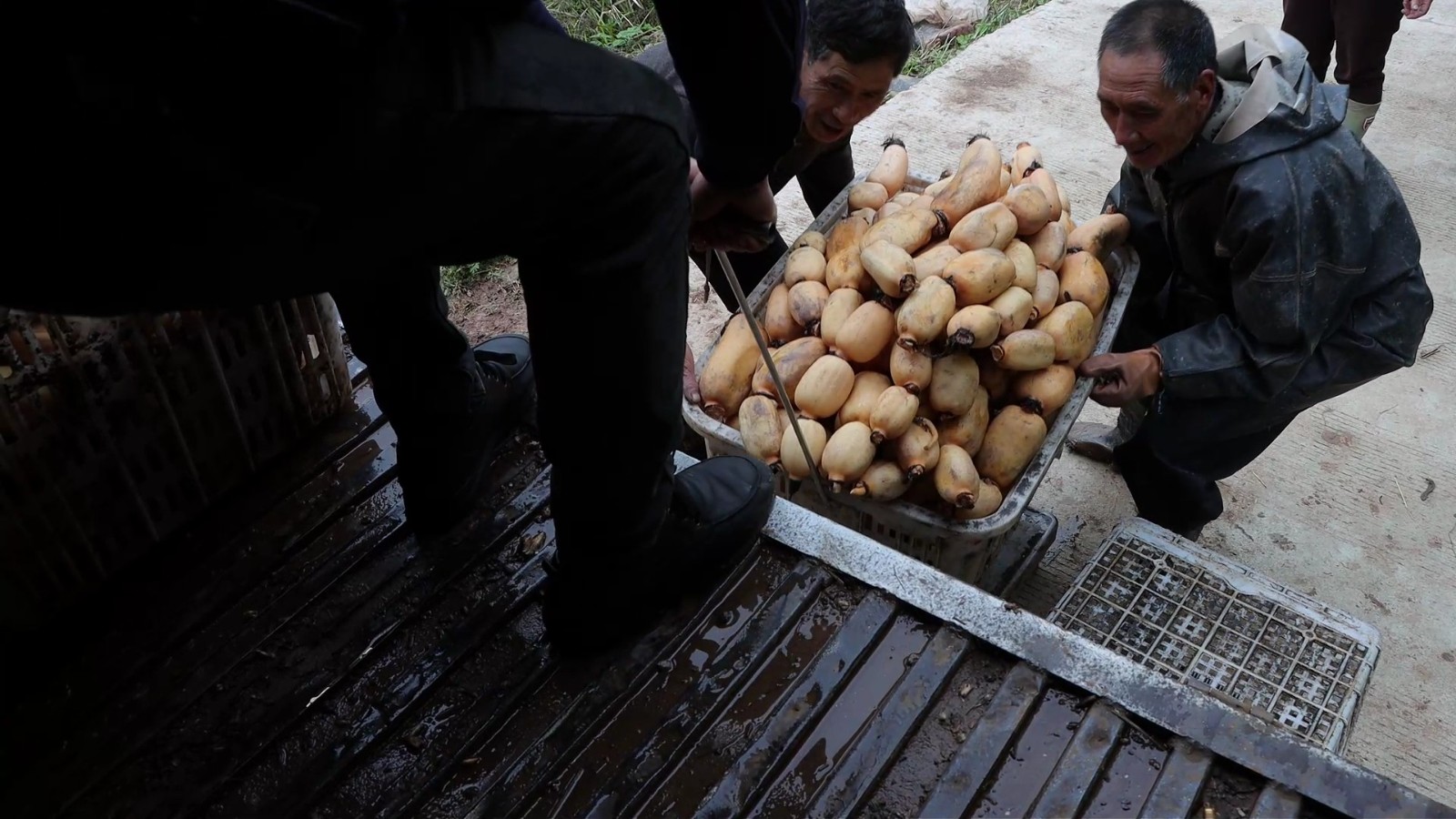搬运鲜藕。拍摄：吴建华1.jpg