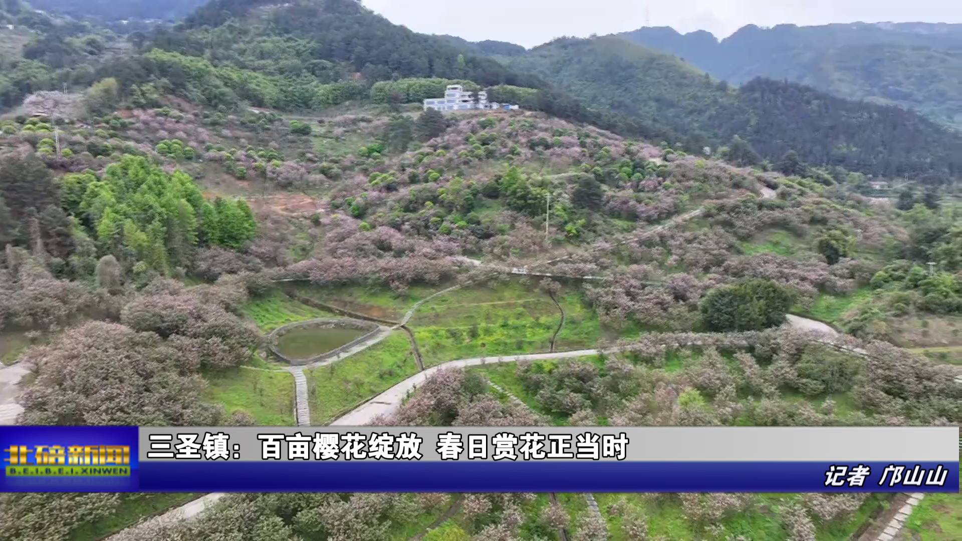 三圣镇：百亩樱花绽放 春日赏花正当时