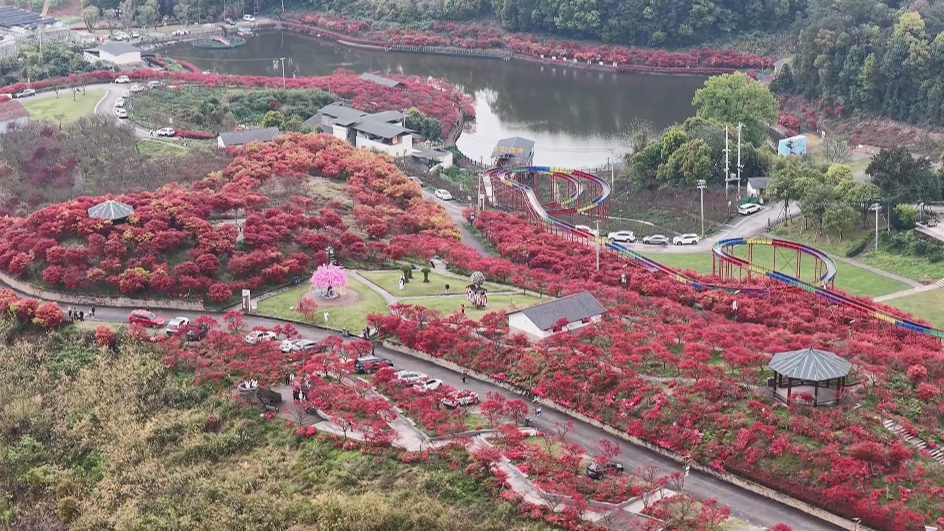 千亩红枫盛放 春日浪漫席卷山城
