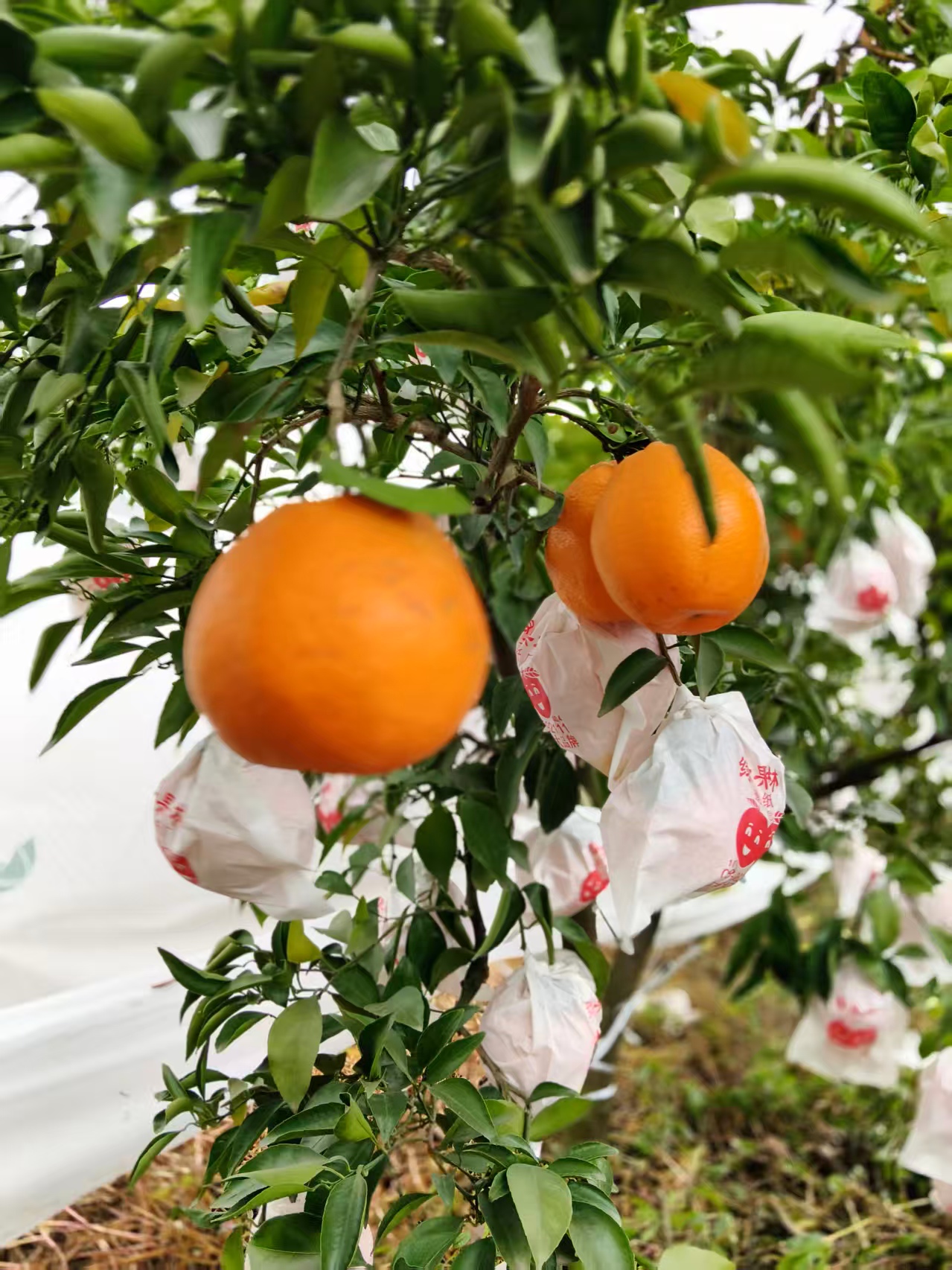 大雅耙耙柑丰收上市 春日采摘正当时