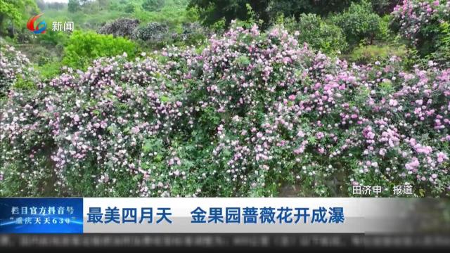 最美四月天 金果园蔷薇花开成瀑