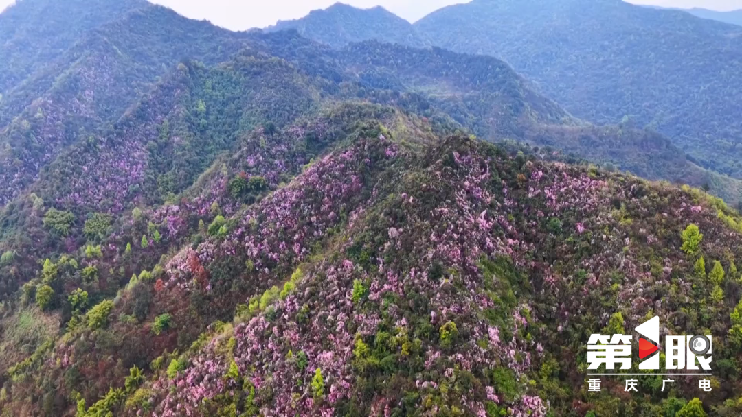 媒体看南川 | 野生杜鹃 花开正艳