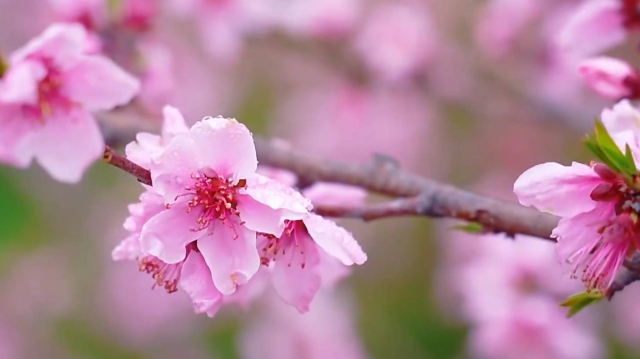 桃花漫山开 如云似霞春意闹