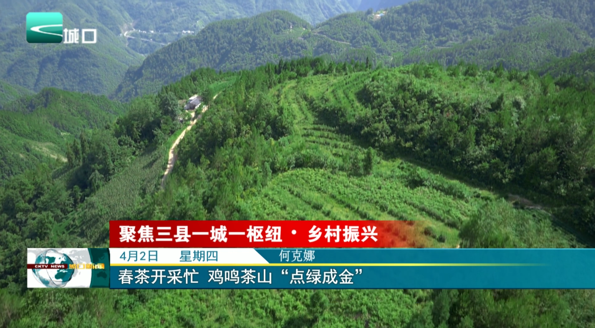 春茶开采忙 鸡鸣茶山“点绿成金”
