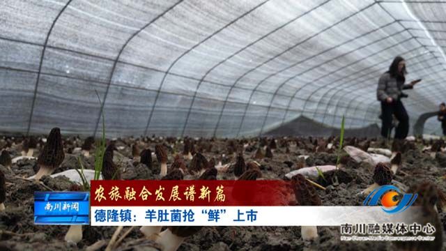 《农旅融合发展谱新篇》德隆镇：羊肚菌抢“鲜”上市