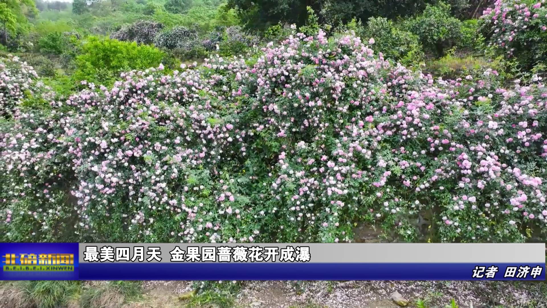 最美四月天 金果园蔷薇花开成瀑