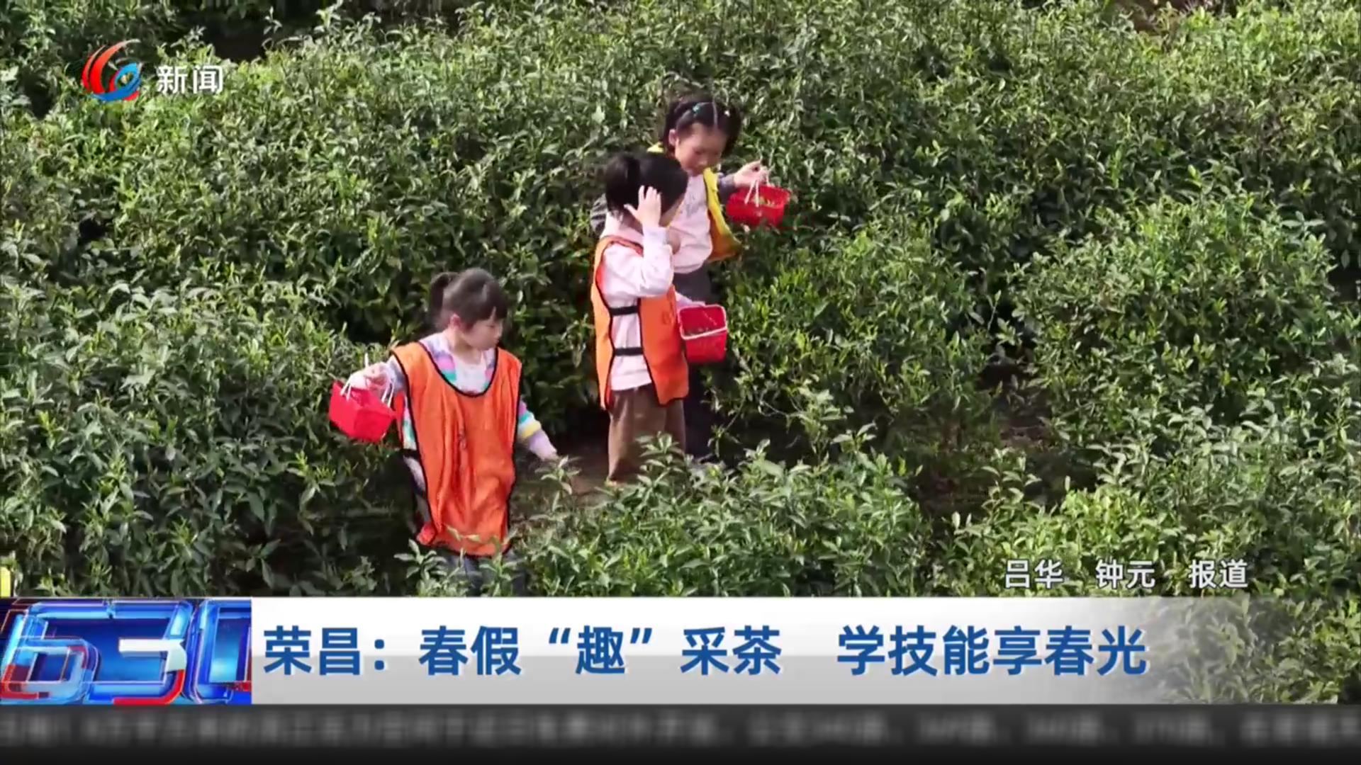 荣昌：春假“趣”采茶 学技能享春光