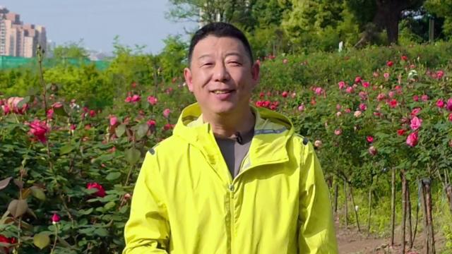 主城好大一片月季花海不要门票