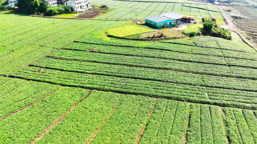 双城周刊｜建设重庆都市圈优质农产品供给地 广安把七成外销农产品卖到了重庆