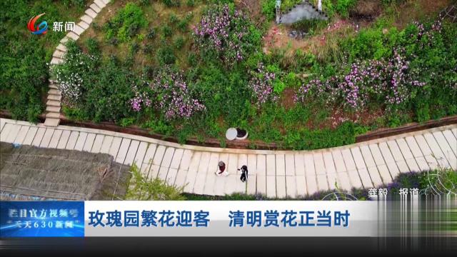 玫瑰园繁花迎客 清明赏花正当时