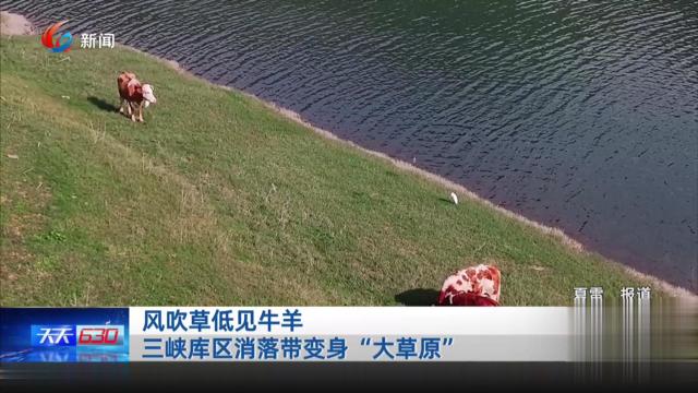 风吹草低见牛羊 三峡库区消落带变身“大草原”