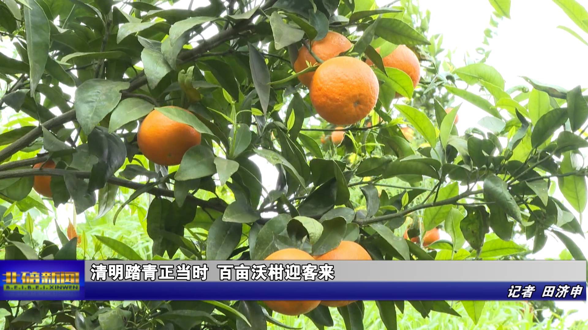 清明踏青正当时 百亩沃柑迎客来