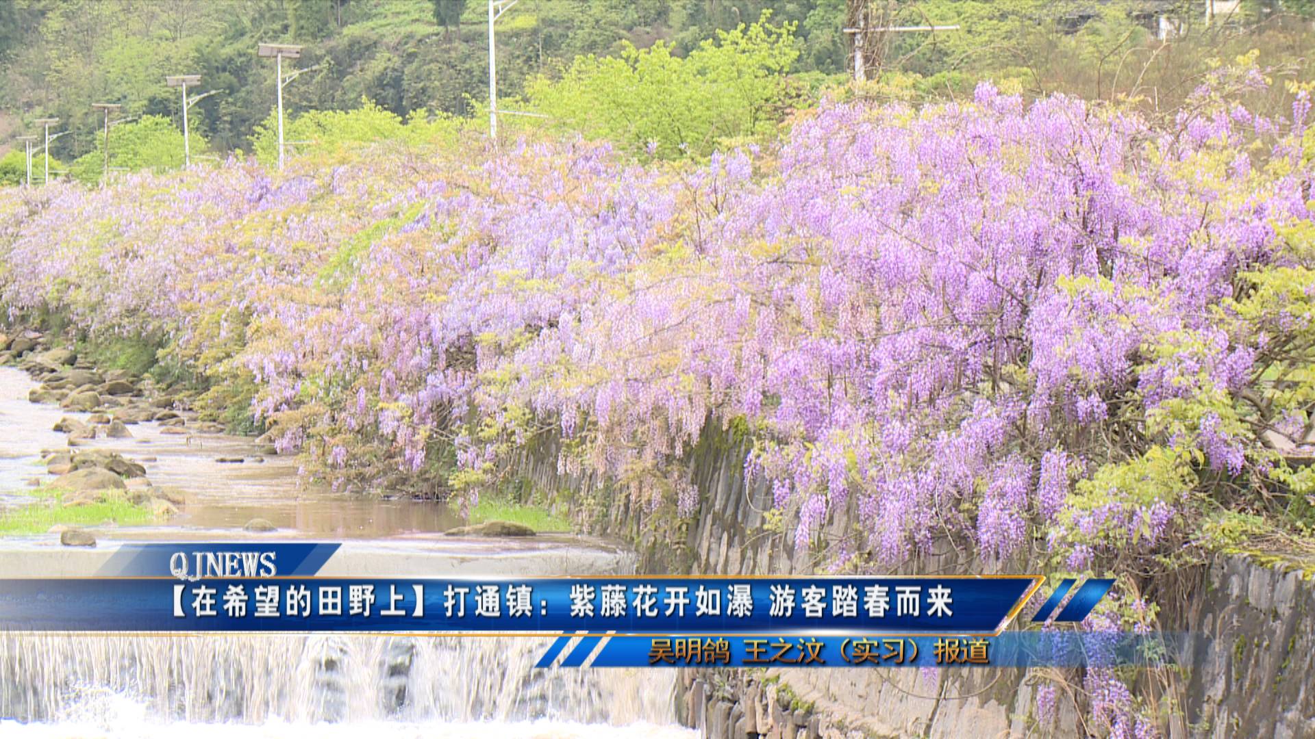 【在希望的田野上】打通镇：紫藤花开如瀑 游客踏春而来