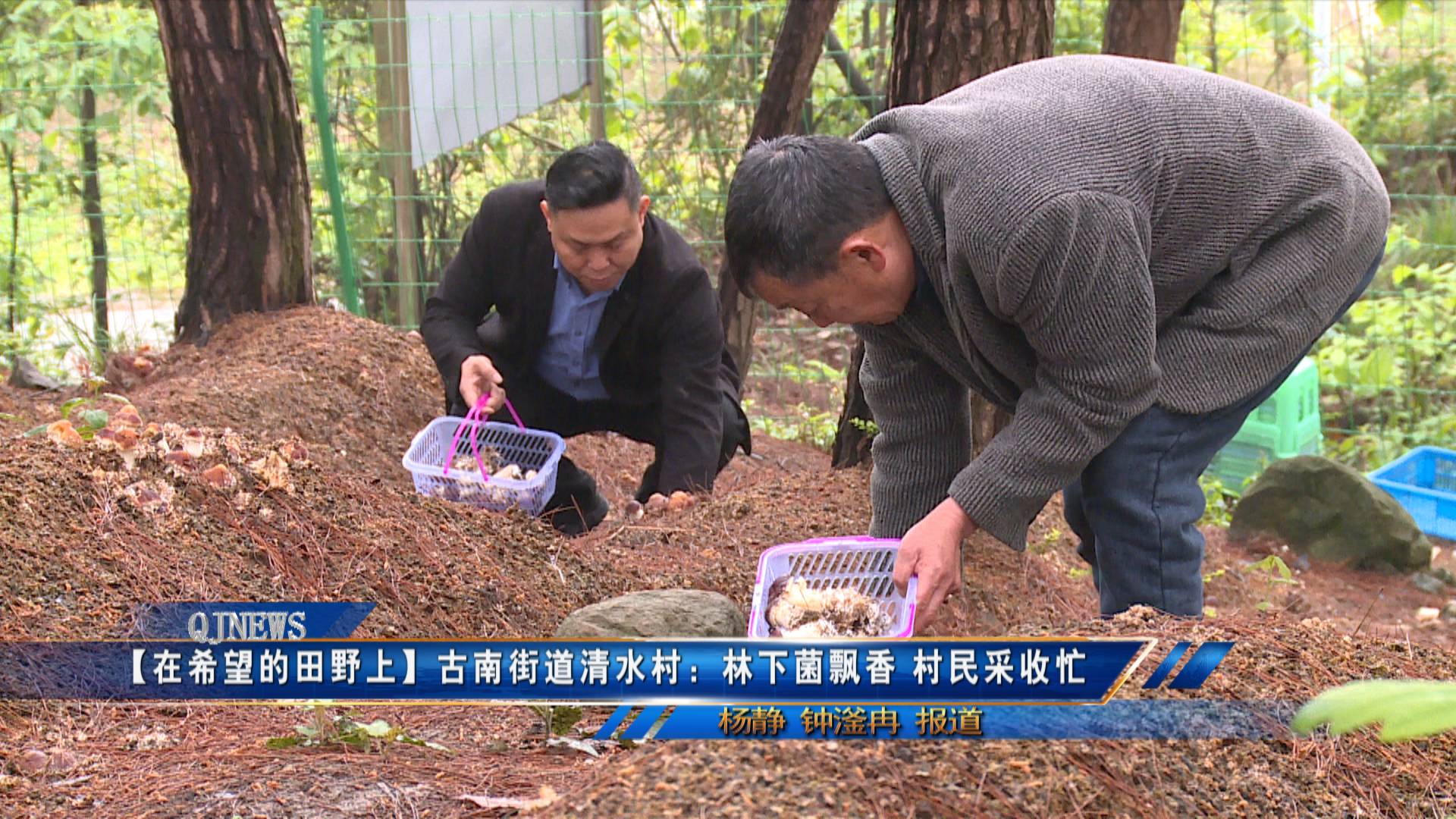 【在希望的田野上】古南街道清水村：林下菌飘香 村民采收忙
