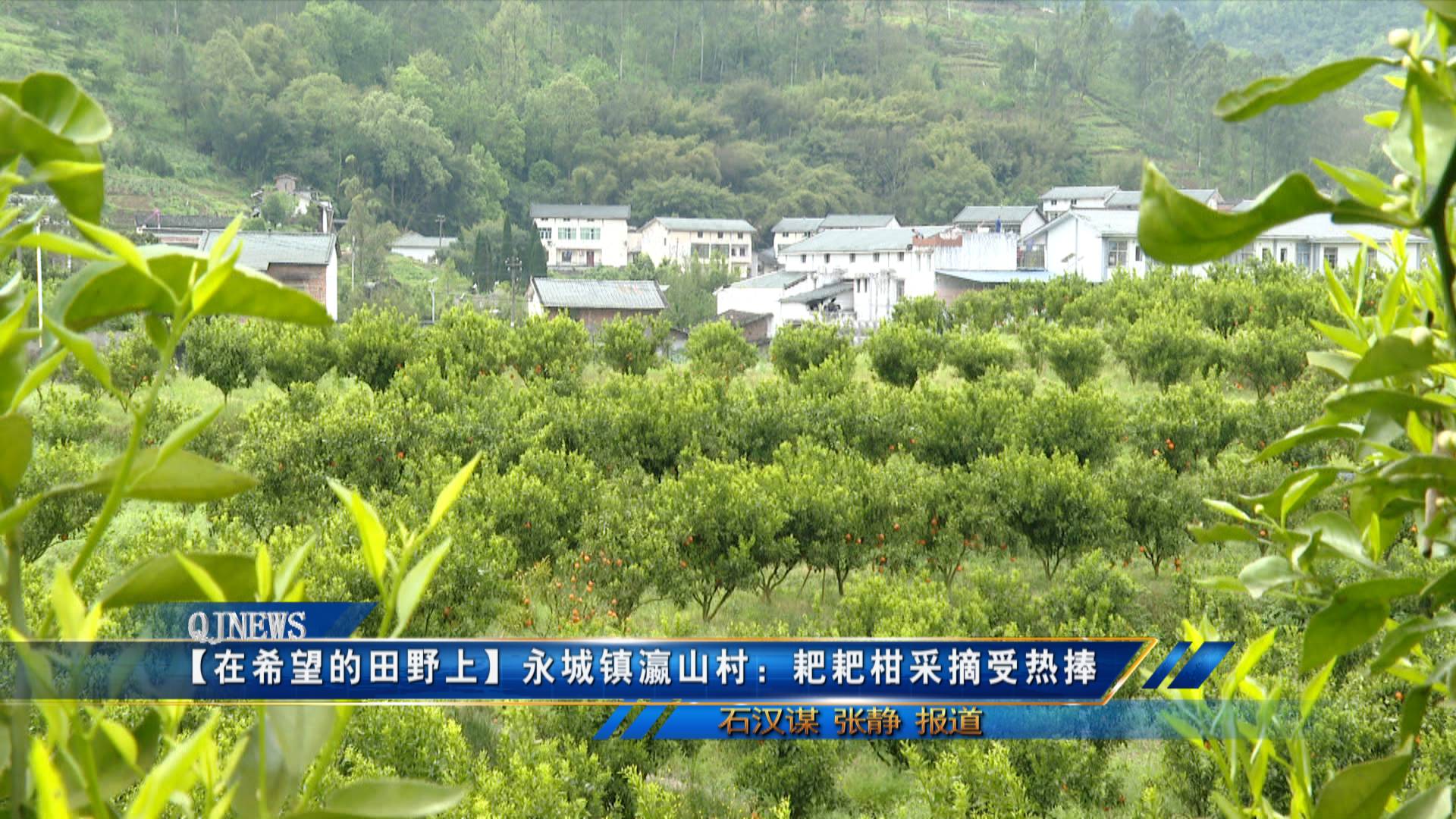 【在希望的田野上】永城镇瀛山村：耙耙柑采摘受热捧