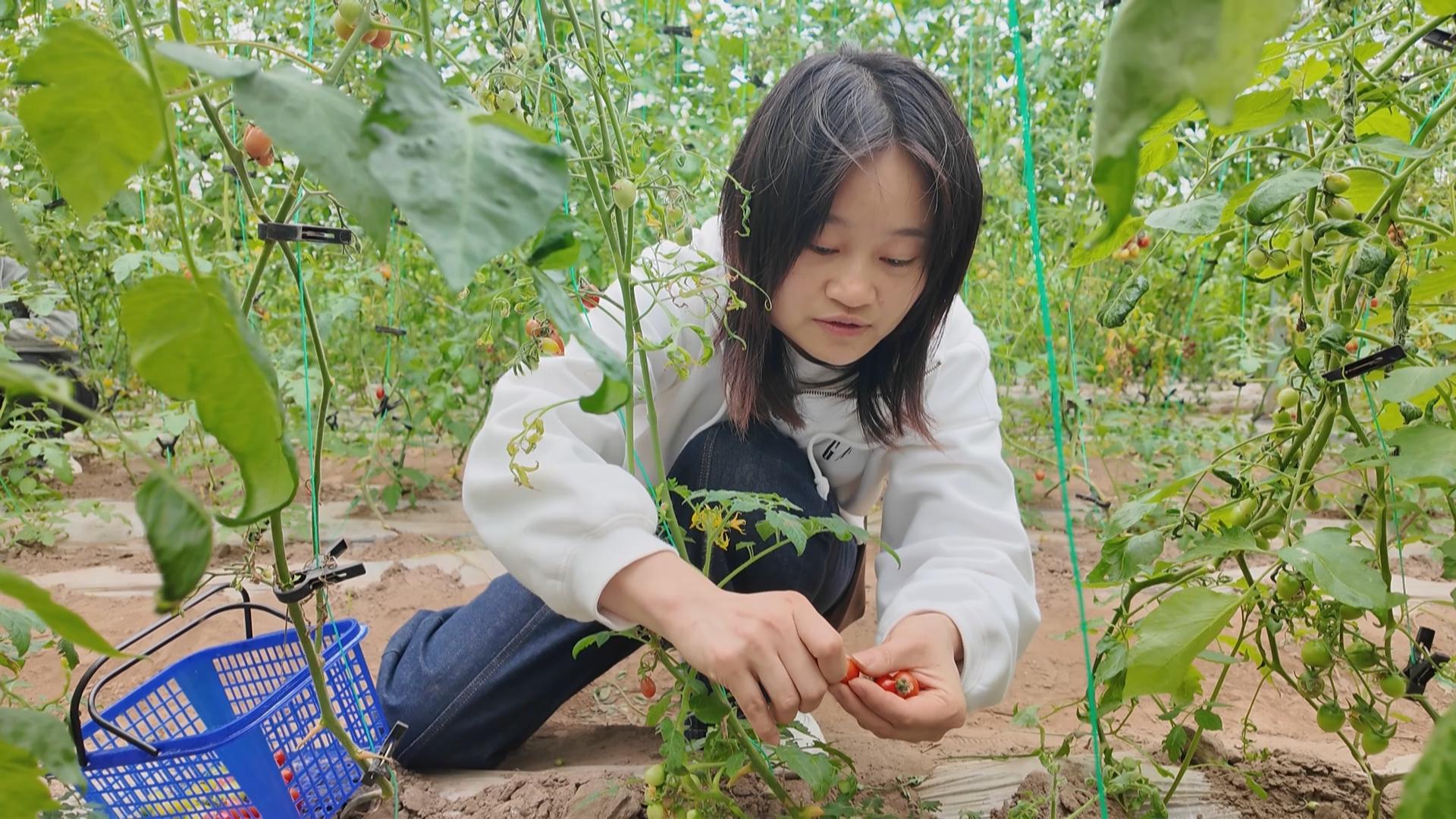 乡村采摘游持续升温 成休闲“新宠”