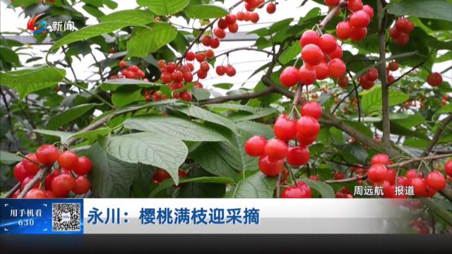 永川：樱桃满枝迎采摘
