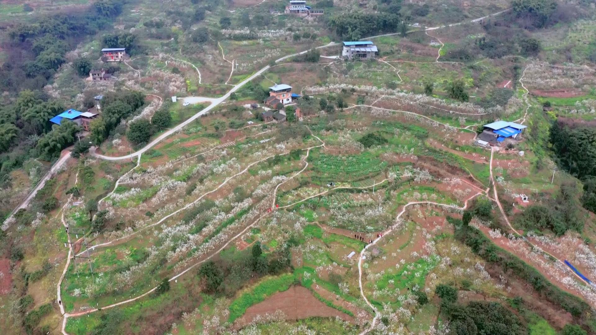 “三桃引领·一村一品”绘就乡村振兴新答卷