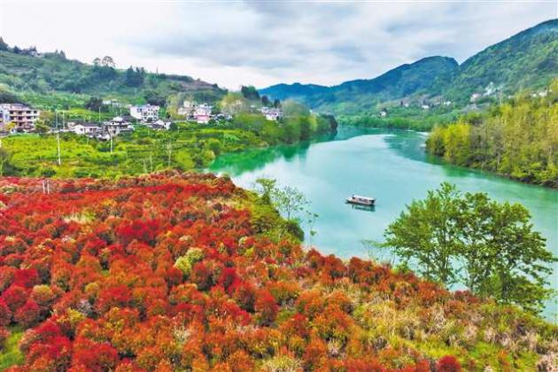 黔江：石楠叶红湿地美