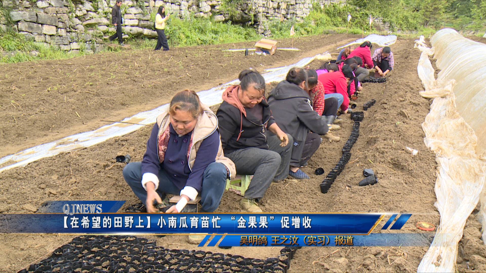 【在希望的田野上】小南瓜育苗忙 “金果果”促增收