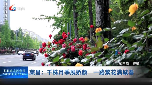 荣昌：千株月季展娇颜 一路繁花满城春
