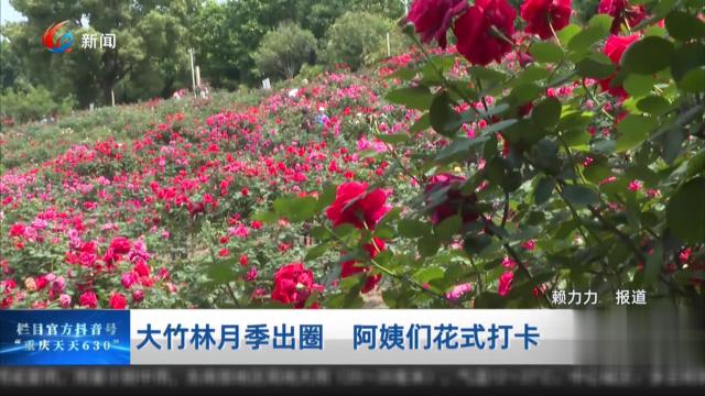 大竹林月季出圈 阿姨们花式打卡