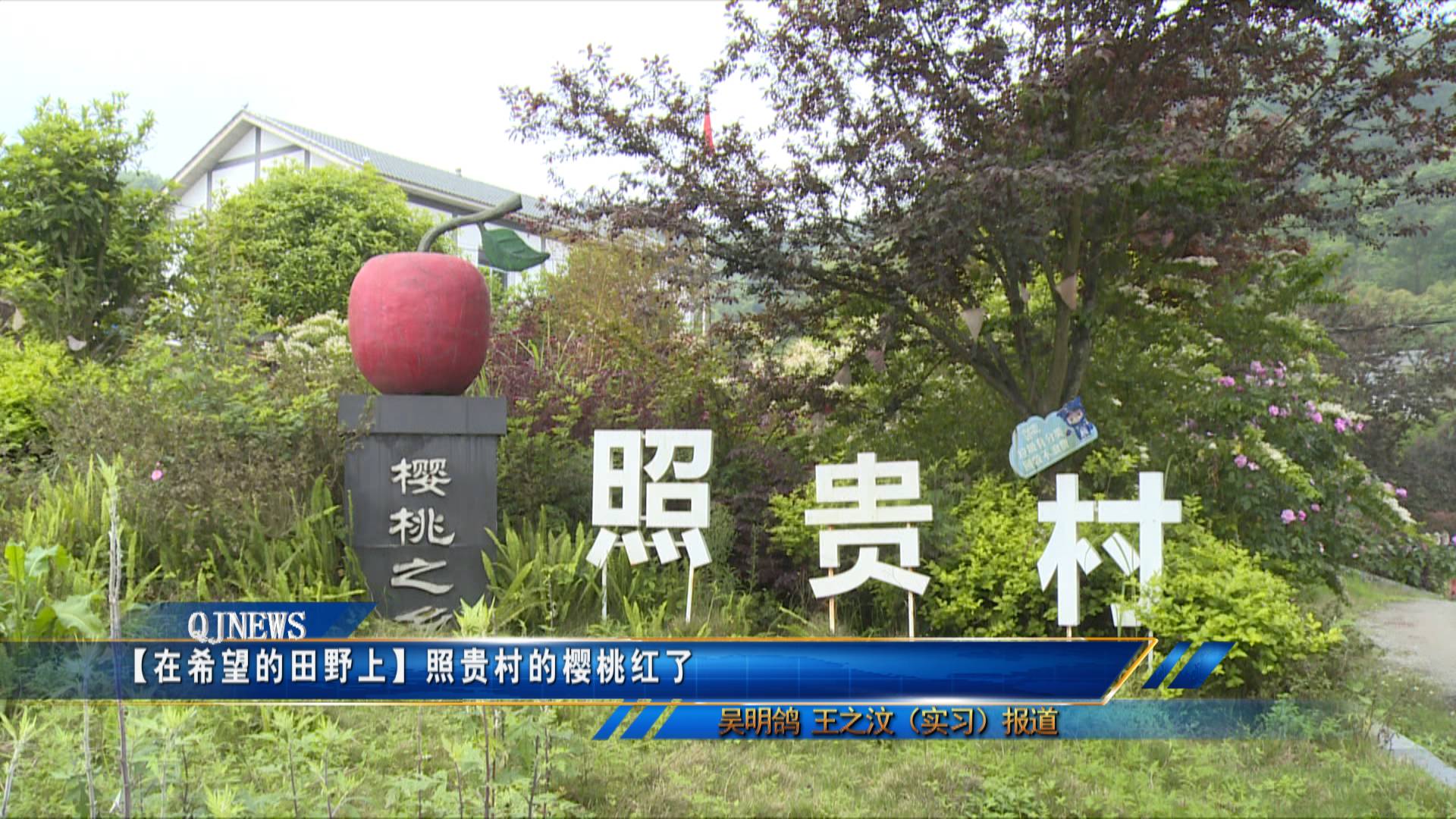 【在希望的田野上】照贵村的樱桃红了