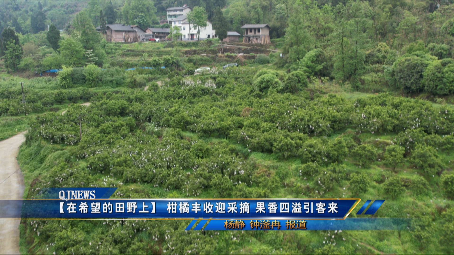 【在希望的田野上】柑橘丰收迎采摘 果香四溢引客来