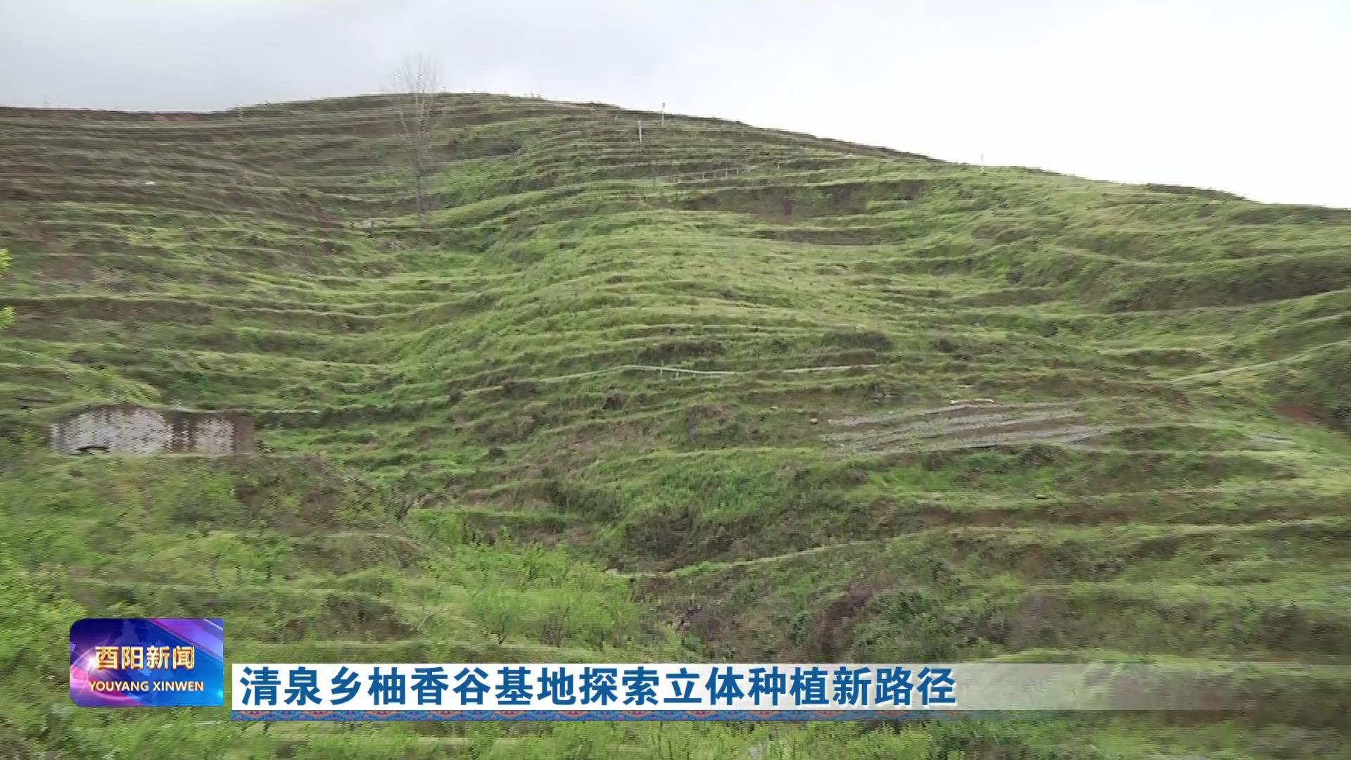清泉乡柚香谷基地探索立体种植新路径