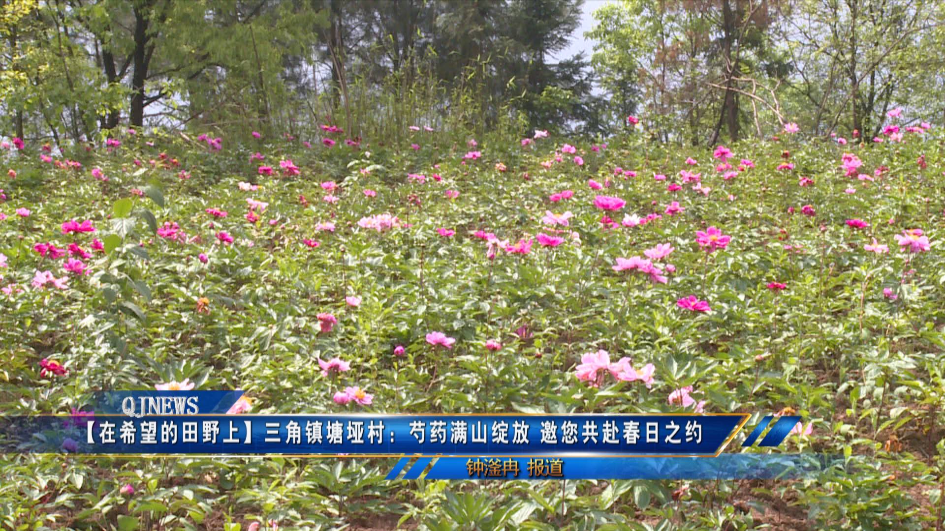【在希望的田野上】三角镇塘垭村：芍药满山绽放 邀您共赴春日之约