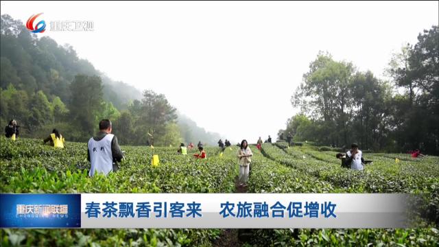 春茶飘香引客来 农旅融合促增收
