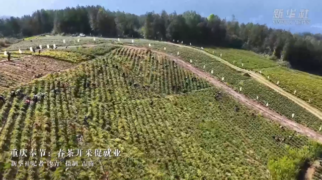重庆奉节：春茶开采促就业