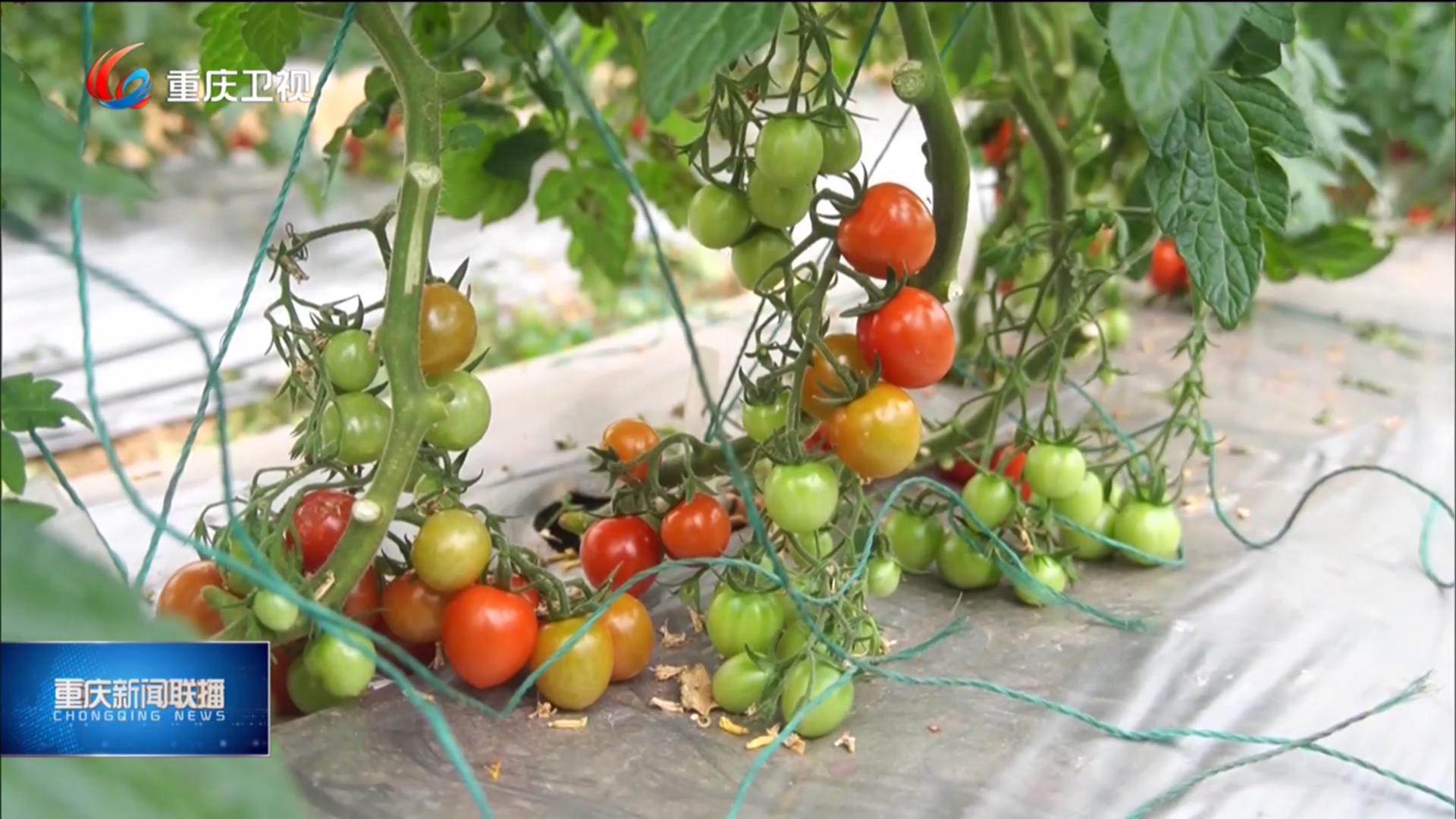巴渝大地春光好 踏青采摘人气旺