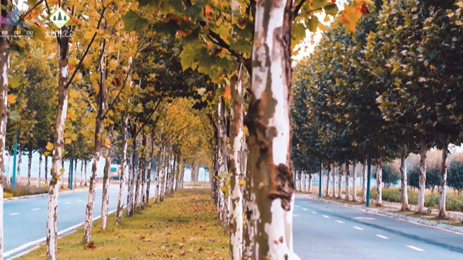 【共享森林】枯枝落叶是垃圾吗？不，它们是宝贵的生态资源