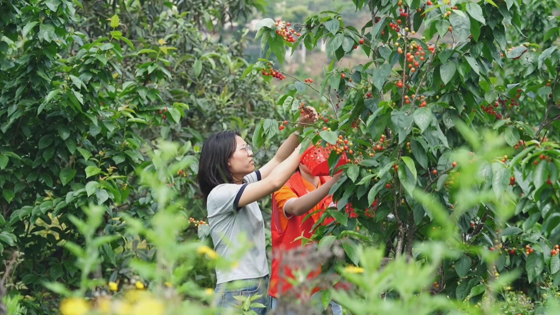 3000亩乌皮樱桃激活乡村“甜蜜经济”