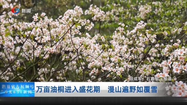 万亩油桐进入盛花期 漫山遍野如覆雪