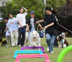 萌宠集结 “好狗GO！”萌宠集市热闹开启