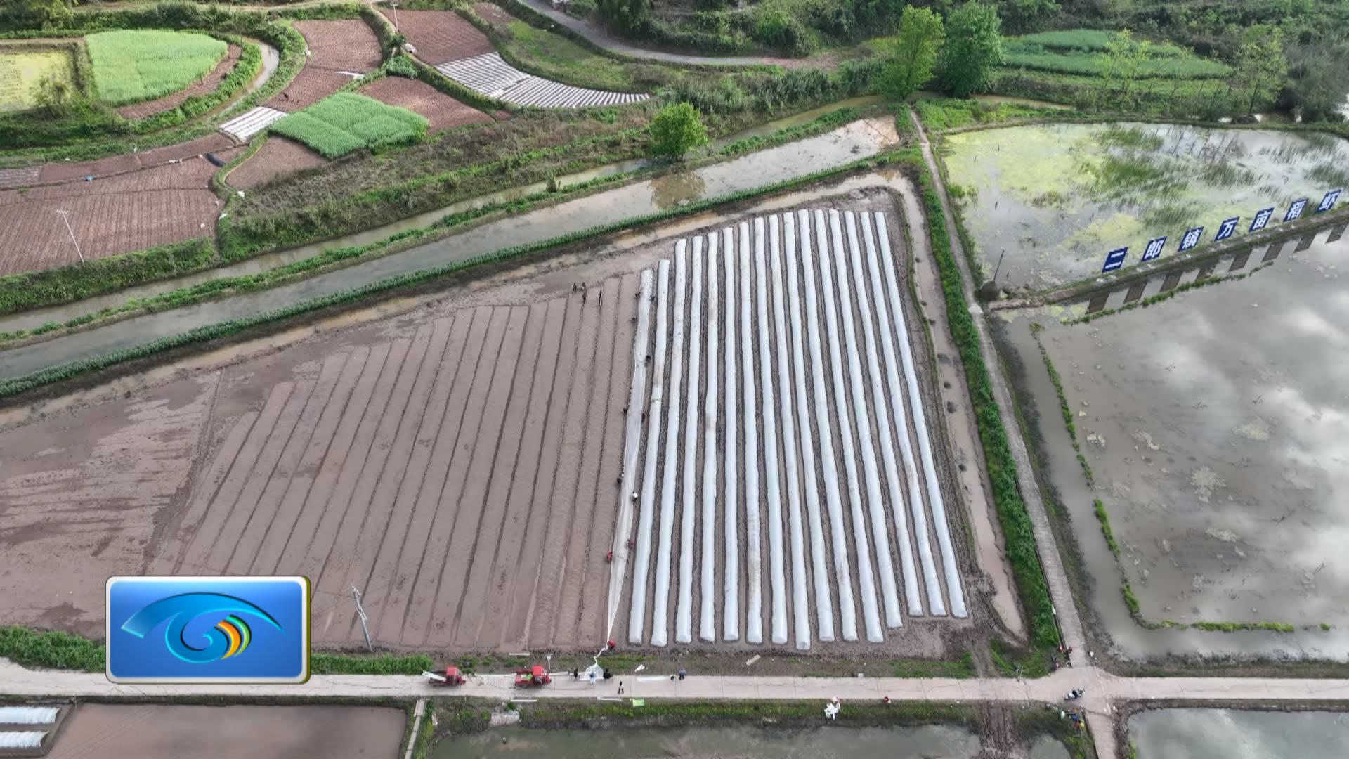 二郎镇：春耕生产育秧忙 稻虾丰收有希望