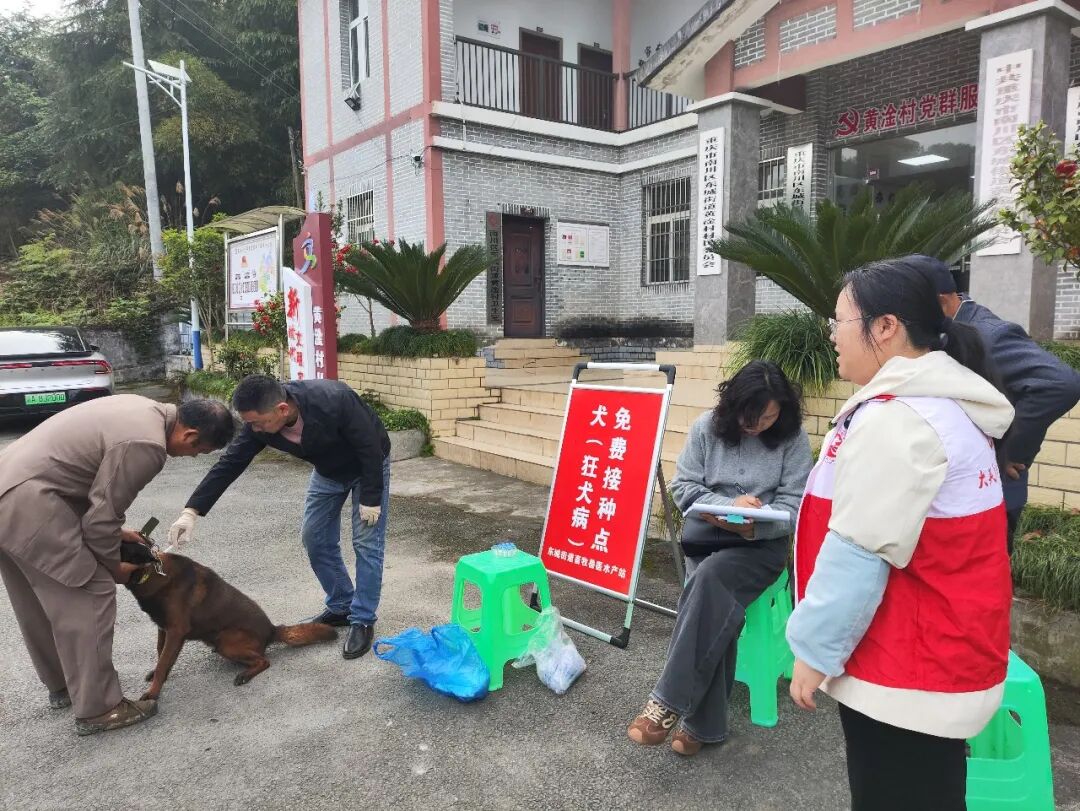 【小案小事】东城街道：犬只防疫进乡村 免费接种护平安