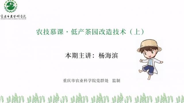 【农技慕课】低产茶园改造技术（上）