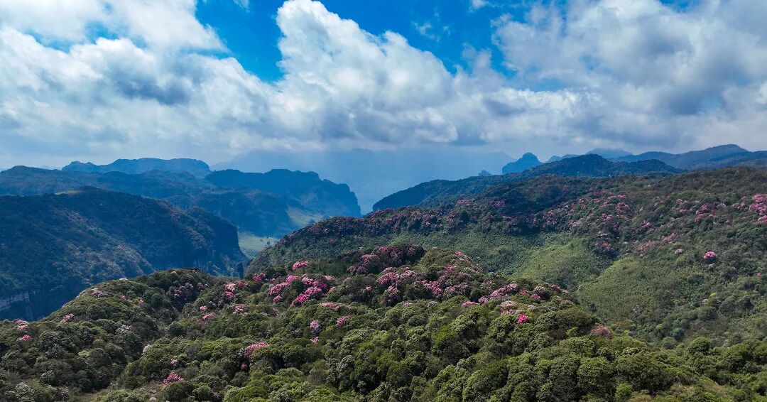 媒体看南川︱山花烂漫，杜鹃似锦满目春