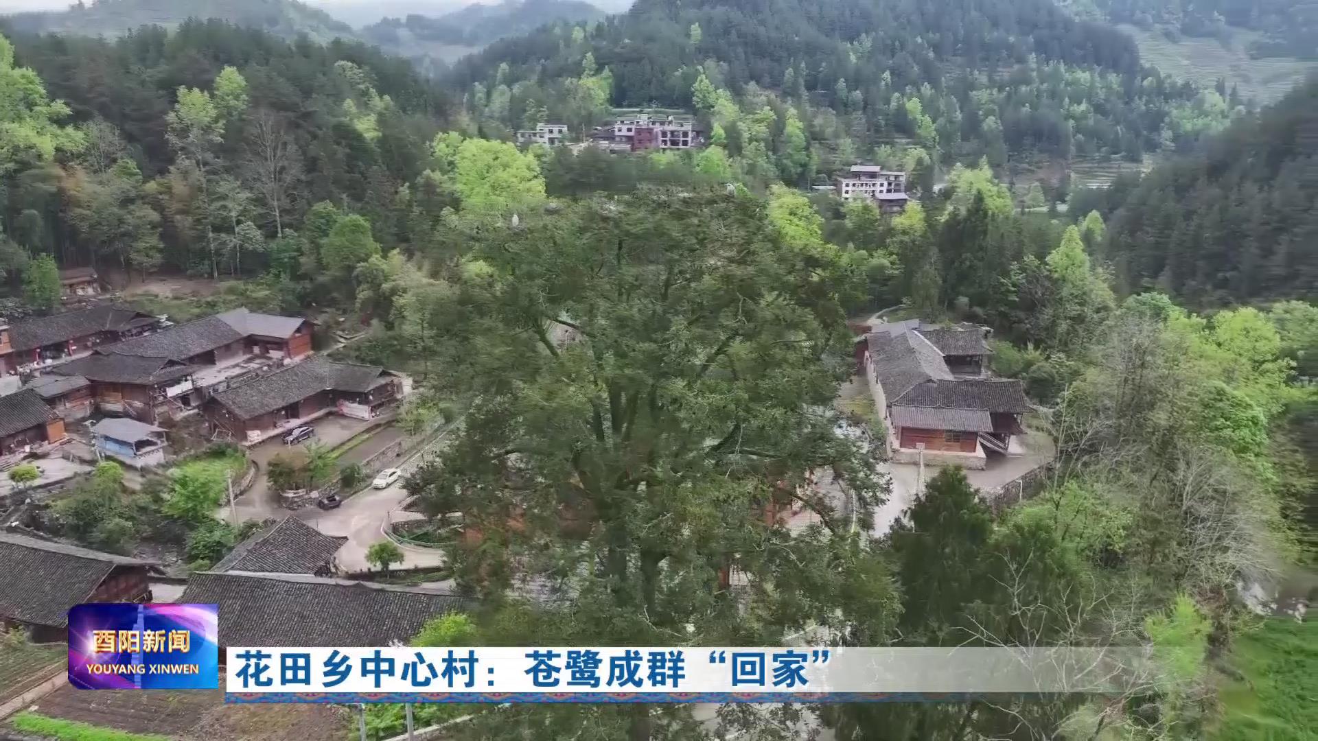 花田乡中心村：苍鹭成群“回家”