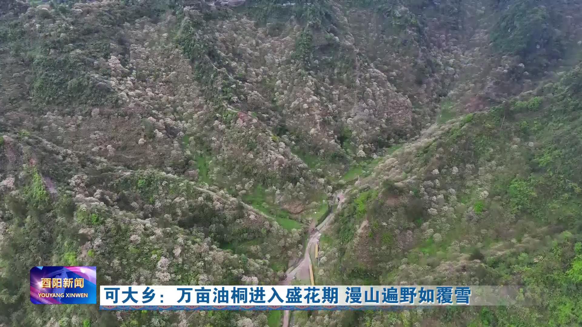 可大乡：万亩油桐进入盛花期 漫山遍野如覆雪