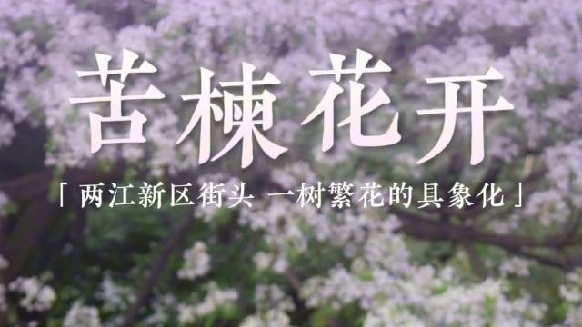 一树繁花！两江新区苦楝树花开